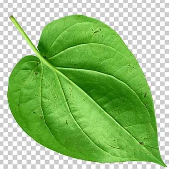 Picture of Paan (Betel Leaf)